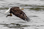 Bald Eagle with Fish at Conowingo